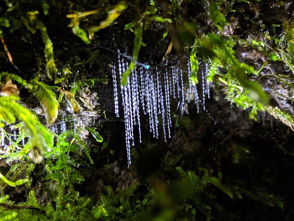 Nocturnal adventure Glow-worm tour - The first walk through the native bush