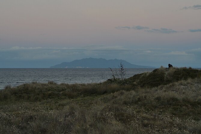Nocturnal Wonders Tawharanui Kiwi Spotting and Stargazing Tour - What the small group changes
