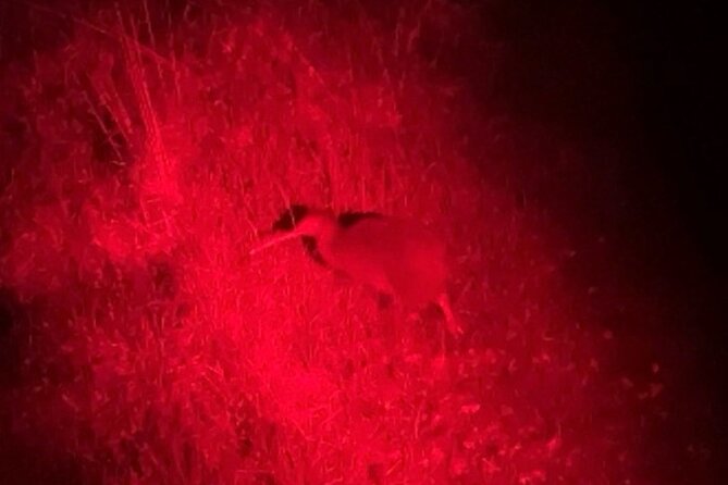 Nocturnal Wonders Tawharanui Kiwi Spotting and Stargazing Tour - Who will get the most from this evening