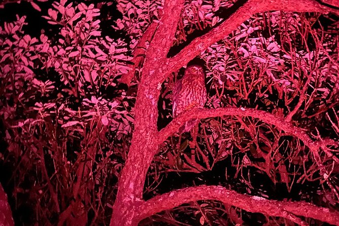 Nocturnal Wonders Tawharanui Kiwi Spotting and Stargazing Tour - Cancellation and weather planning