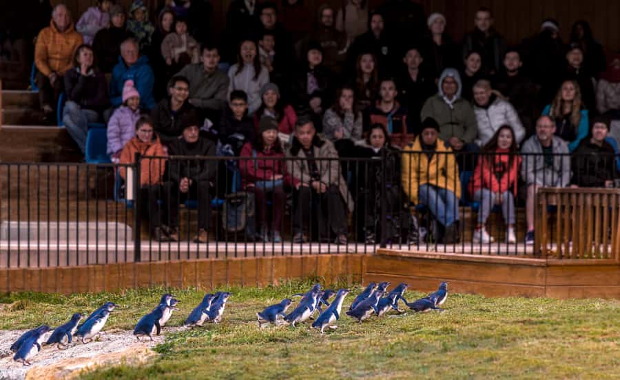 Oamaru: Penguins Evening Viewing Ticket - Key points to know before booking