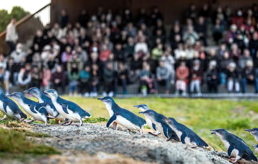 Oamaru: Penguins Evening Viewing Ticket - Watching Ōamaru’s smallest penguins come home