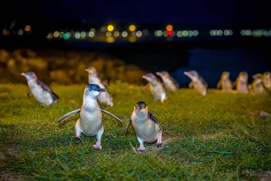 Oamaru: Penguins Evening Viewing Ticket - What the guide commentary adds