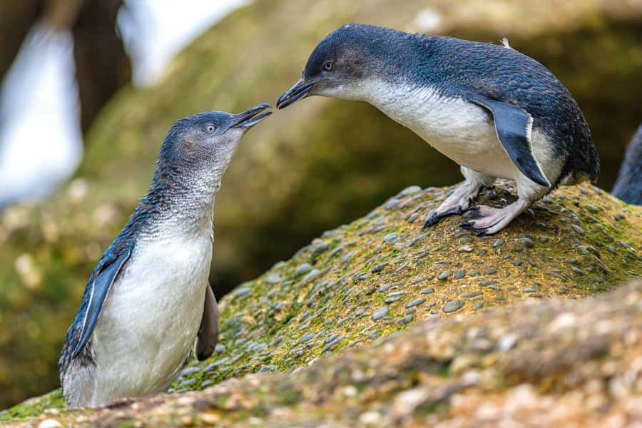 Oamaru: Penguins Evening Viewing Ticket - General seating or premium viewing?