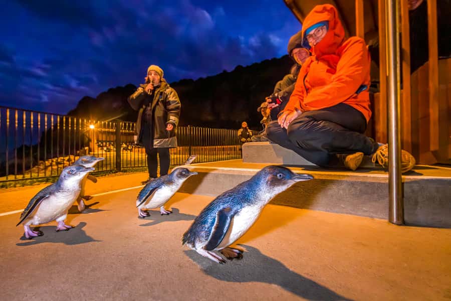 Oamaru: Penguins Evening Viewing Ticket - A 90-minute evening at the Blue Penguin Colony