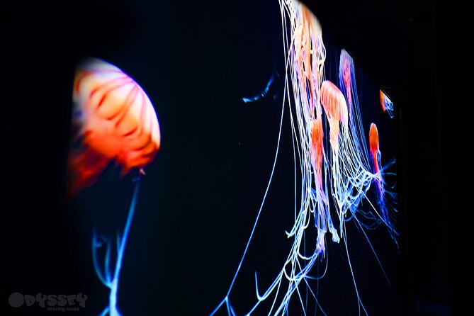 Odyssey Sensory Maze Entry Auckland Ticket - Key points before you book