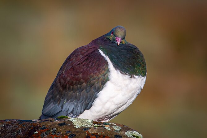 Okarito Nature Tour - The drive from Franz Josef to a former gold town