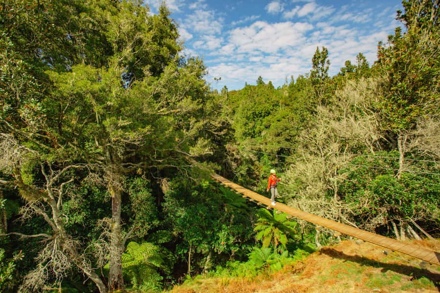 Okere Falls: Zipline over Waterfalls Experience - Native forest walks between the cables