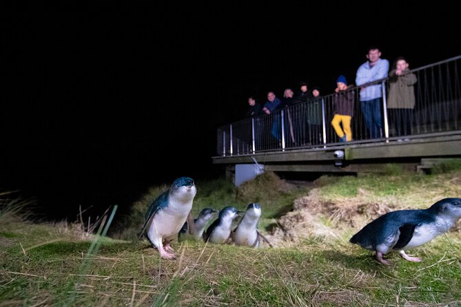 Otago Peninsula In-Depth Tour & Blue Penguins Pukekura Experience - Why this tour works so well as a first look at Otago