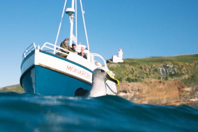 Otago Peninsula In-Depth Tour & Blue Penguins Pukekura Experience - Waiting for the blue penguins at dusk