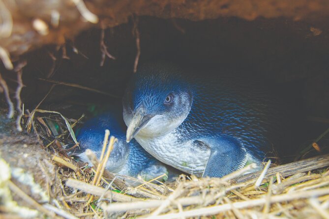 Otago Peninsula In-Depth Tour & Blue Penguins Pukekura Experience - Clothing, walking, and small practical details
