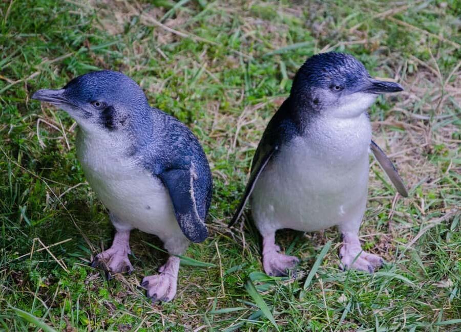 Otago Peninsula Scenery & Little Blue Penguin tour - Why the penguins are worth the late evening