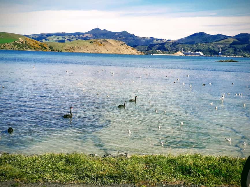 Otago Peninsula Scenery & Little Blue Penguin tour - Hooper’s Inlet is best at low tide