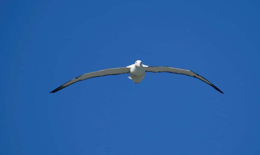 Otago Peninsula Scenery & Little Blue Penguin tour - The Albatross Centre stop is useful, with one limit
