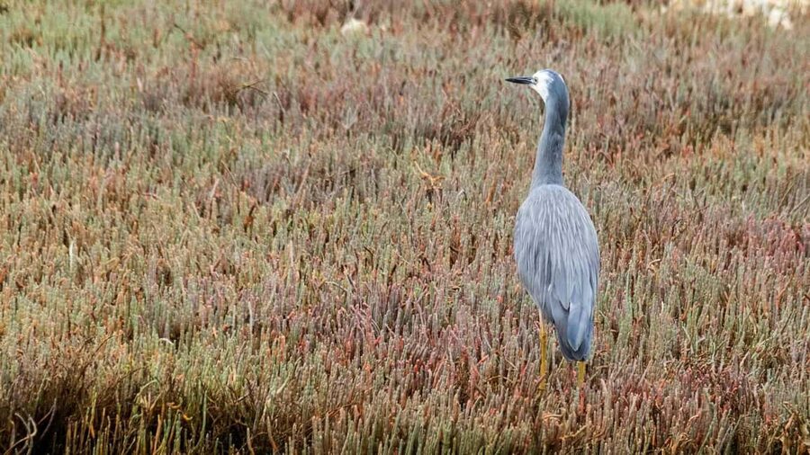 Otago Peninsula Scenery & Little Blue Penguin tour - Who should book this Otago Peninsula tour?
