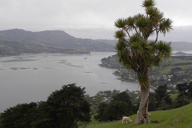 Otago Peninsula Tour and Larnach Castle City Sights (min 4 ) - Why Larnach Castle gives this Dunedin tour its character