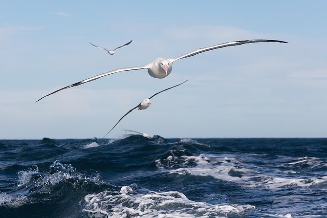Otago Peninsula Wildlife Cruise with Monarch - Commentary and crew service