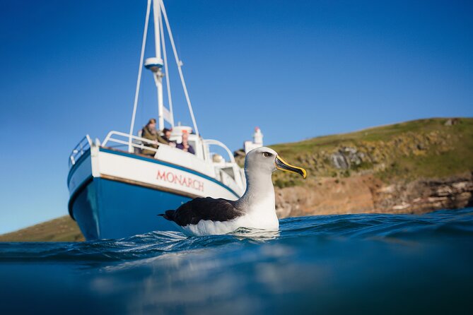 Otago Peninsula Wildlife Cruise with Monarch - What happens at Wellers Rock Wharf