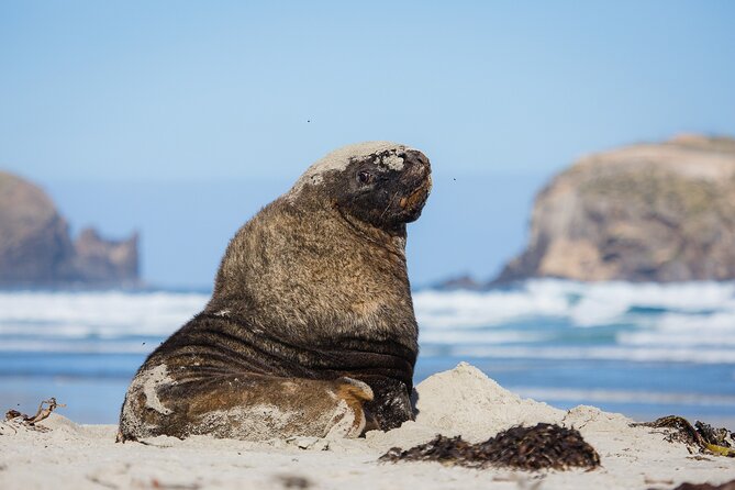 Otago Peninsula Wildlife Tour & Cruise - Why this Otago Peninsula tour works so well