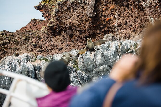 Otago Peninsula Wildlife Tour & Cruise - The yellow-eyed penguin conservation reserve