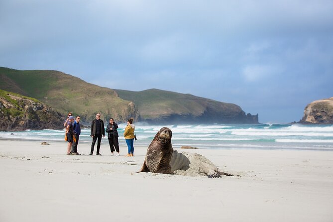 Otago Peninsula Wildlife Tour & Cruise - Allans Beach and the New Zealand sea lions