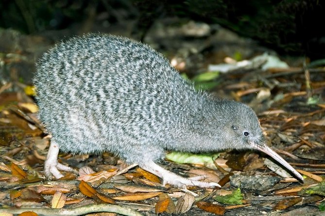 Overnight Experience Tour on Kapiti Island - Key points about staying on Kapiti Island