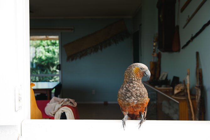 Overnight Experience Tour on Kapiti Island - Choosing an ensuite, cabin, or luxury tent