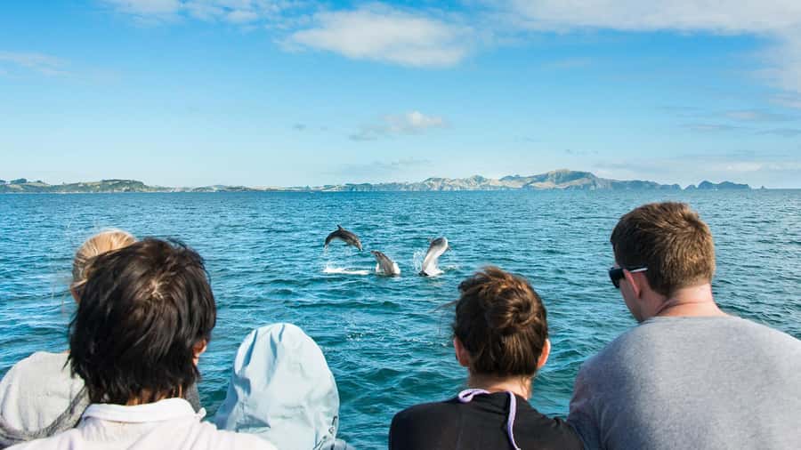Paihia: Bay of Islands Dolphin Eco Cruise & Island Stopover - Four hours across the Bay of Islands