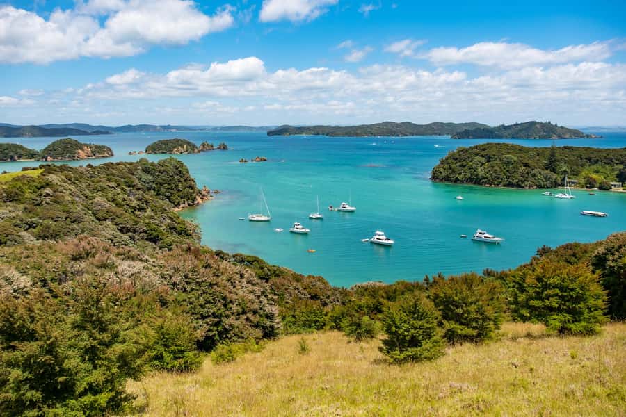Paihia: Bay of Islands Dolphin Eco Cruise & Island Stopover - Project Island Song and returning native birds