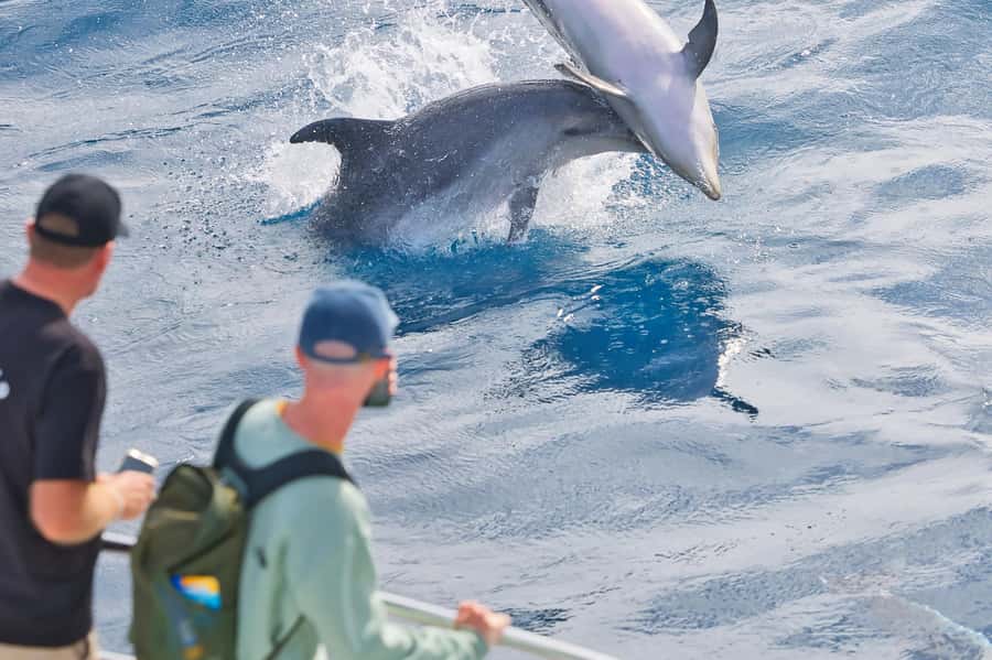 Paihia: Bay of Islands Dolphin Eco Cruise & Island Stopover - Practical ways to enjoy the day