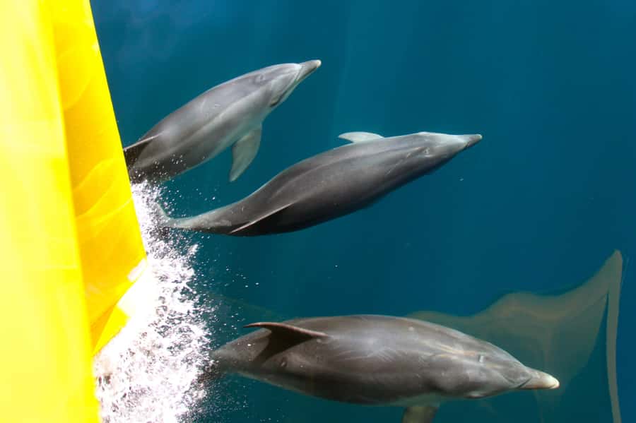 Paihia: Bay of Islands Dolphin Eco Cruise & Island Stopover - Otehei Bay and the Urupukapuka Island stop