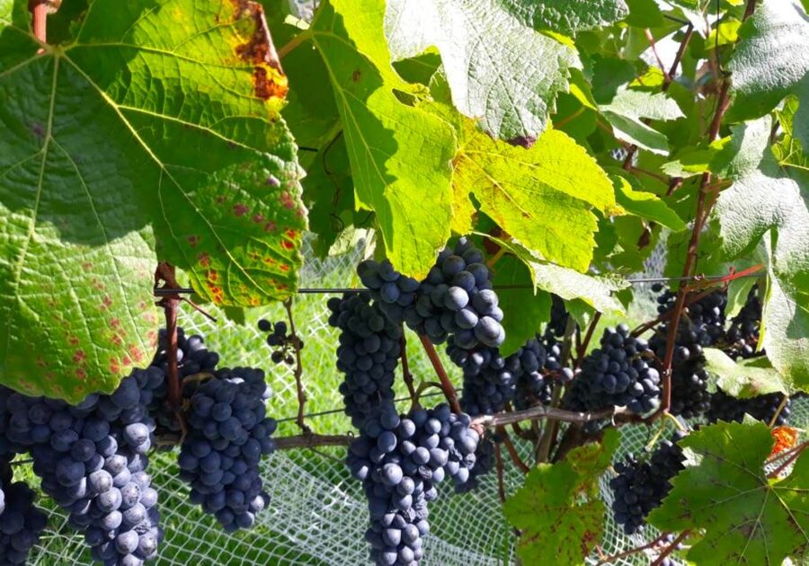 Paihia or Kerikeri: Wine, Spirit, & Craft Beer Tour - What the guides add
