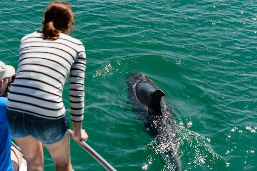 Paihia/Russell: Hole in the Rock and Bay of Islands Cruise - The crew and onboard commentary