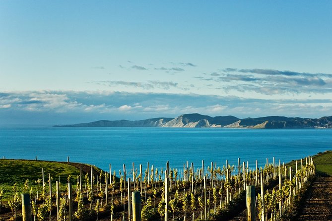 Picton Cruise Ship Shore Excursion Marlborough Wine Tour - What four or five cellar doors really means