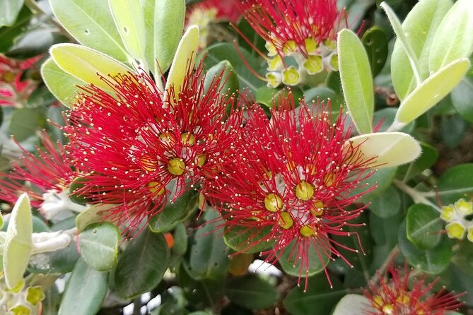 Piha Waitakere Rainforest Wine Tour from Auckland - Westbrook Winery and a second tasting