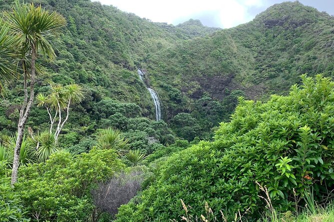 Piha Waitakere Rainforest Wine Tour from Auckland - Who should book this tour