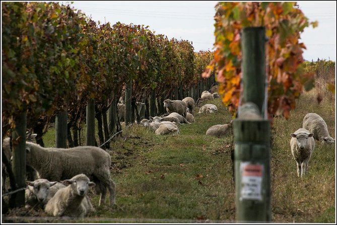 Premium 4 -Best Wineries Napier Hawke's Bay Tour, 5.5h - 6Hours - The established estates: Church Road and Mission