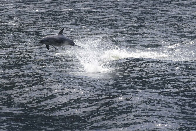 Premium Milford Sound Cruise Including Lunch - The main drawbacks to consider