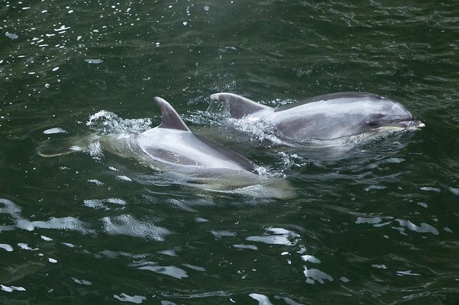 Premium Milford Sound Small Group Tour & Cruise from Queenstown - Pops View and the return through Fiordland