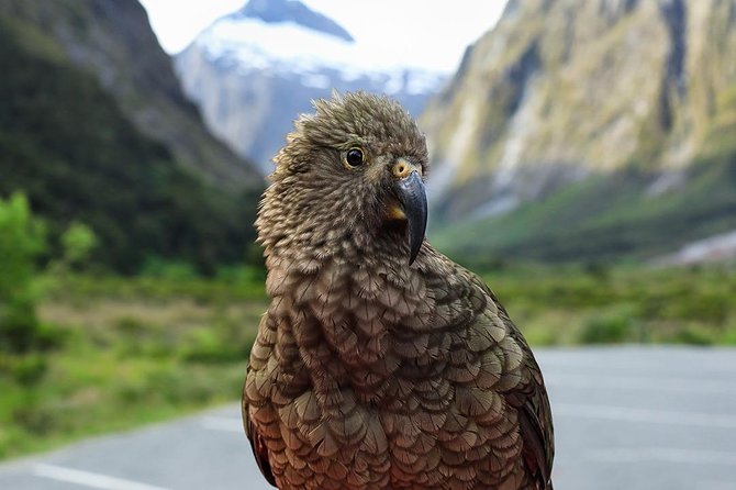 Premium Milford Sound Tour, Cruise & Lunch from Te Anau - Lunch, snacks, and the practical comforts