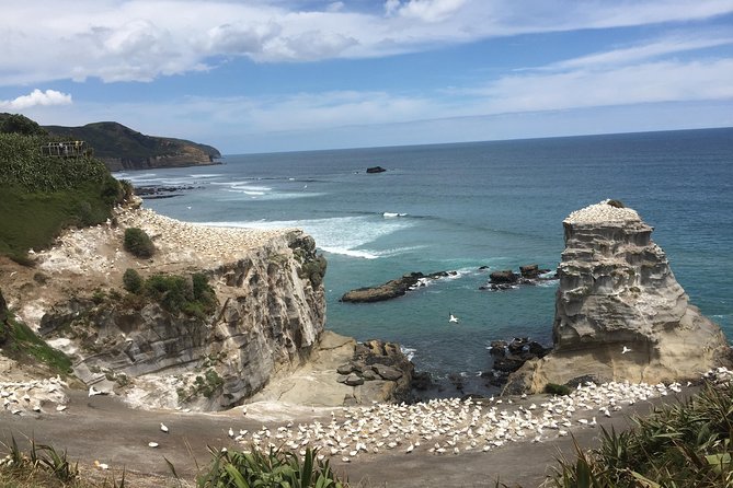 Private Auckland City Tour Including Auckland Tour House Visit - Private transport makes the price easier to judge