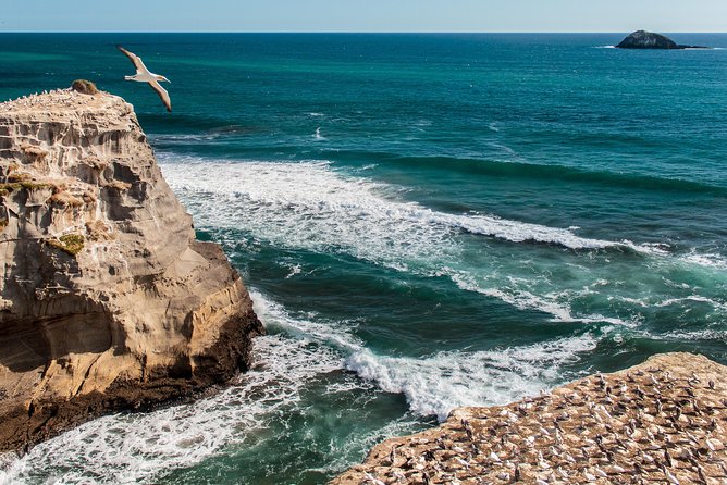 Private Auckland's West Coast - Piha/ Muriwai - Wild West Tour - Starting at Arataki Visitor Centre