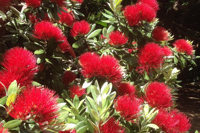 Private Auckland Wine & Dine Matakana Country & Cuisine - Matakana Village and the local food trail