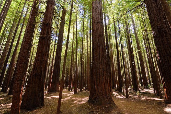 Private Full-Day Rotorua Tour from Auckland - Te Puia: Māori culture beside steaming ground