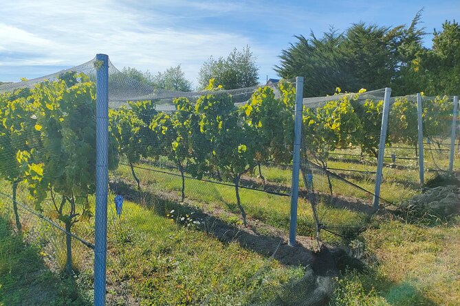 Private Martinborough Wine Tour for Wine Enthusiasts - Palliser Estate: start with cellar access