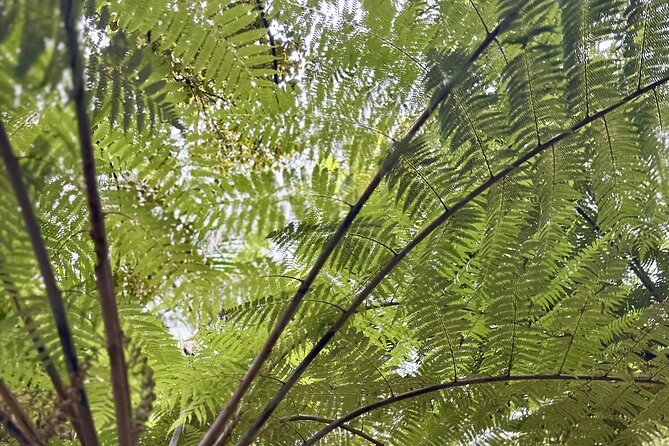 Private Piha Beach, Rainforest Adventure & Mt. Eden with Guide - Kitekite Falls adds a proper rainforest walk