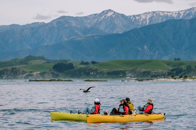 Private Seal Kayaking and Wildlife Tour in Kaikoura - Key points about the Kaikoura kayak trip