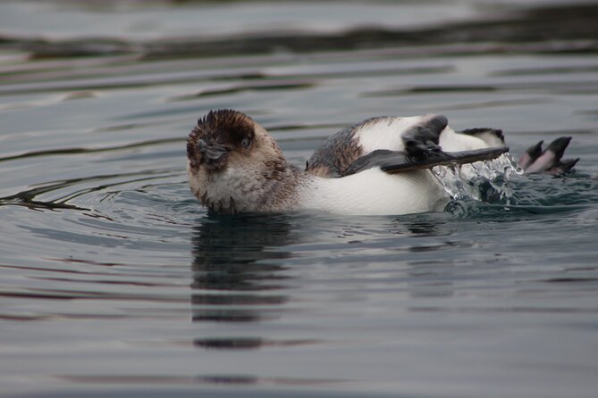 Private Seal Kayaking and Wildlife Tour in Kaikoura - Stories that give the coast more meaning