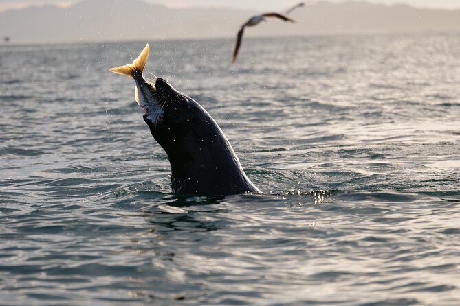 Private Seal Kayaking and Wildlife Tour in Kaikoura - The van ride through Kaikoura