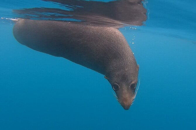 Private Seal Kayaking and Wildlife Tour in Kaikoura - What to bring and how to plan the day